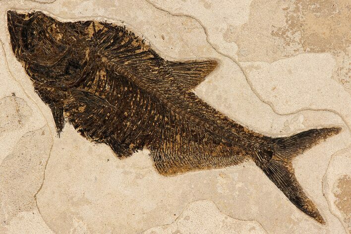 Beautiful Fossil Fish (Diplomystus) - Wall Mount #299815